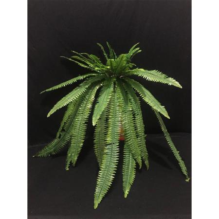 Daun Pakis Panjang