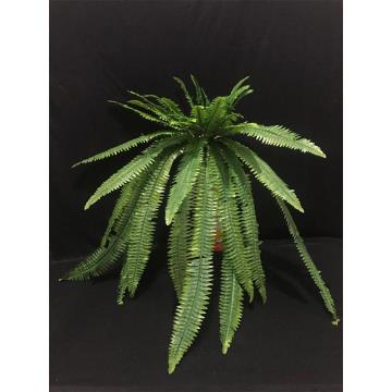 Daun Pakis Panjang