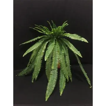 Daun Pakis Panjang