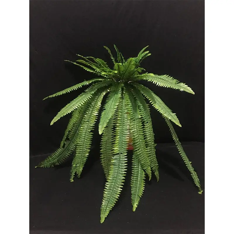 Daun Pakis Panjang