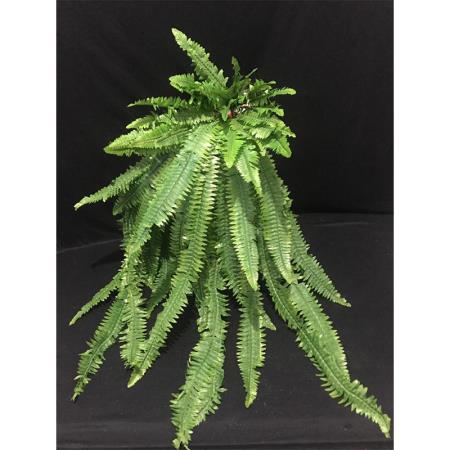 Daun Pakis Jumbo