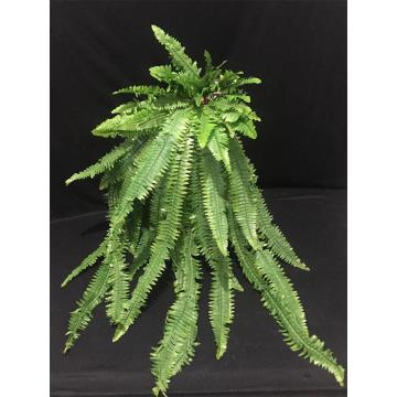 Daun Pakis Jumbo
