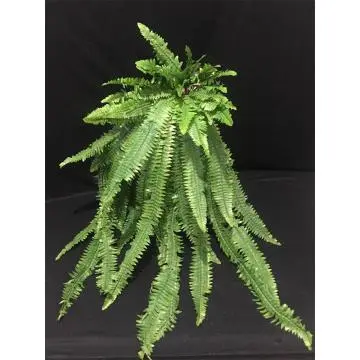 Daun Pakis Jumbo