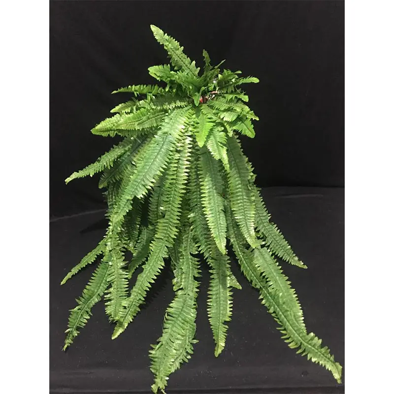 Daun Pakis Jumbo
