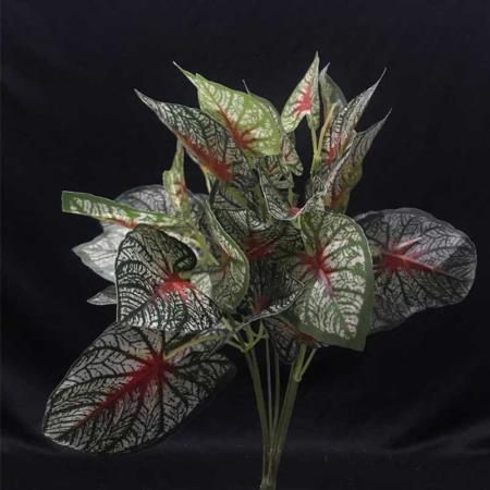 Daun Taman Calladium Merah