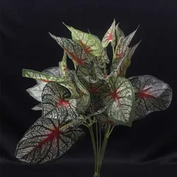 Daun Taman Calladium Merah