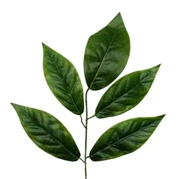 Daun Mangga Hijau Tua
