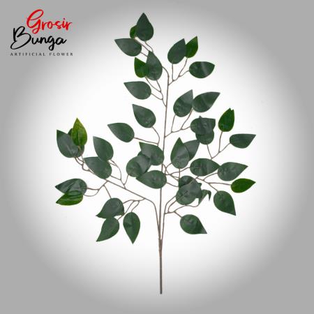 Daun Beringin Hijau