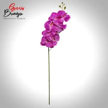 Bunga Anggrek Bulan Fushia