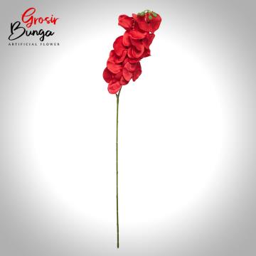 Bunga Anggrek Bulan Merah
