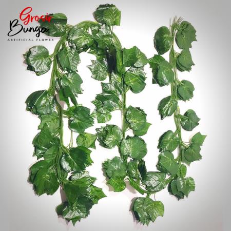 Daun Anggur Rambat Besar