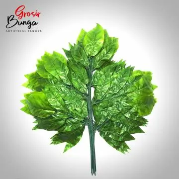 Daun Mangga Hijau Muda