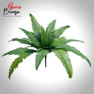 Daun Pakis Pendek